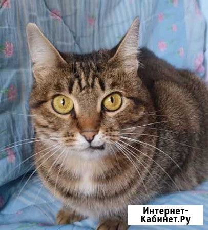 Глаша - очень хозяйственная и общительная кошка Москва - изображение 1