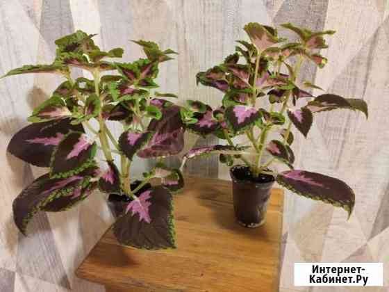 Колеус, саженцы укорененные Воронеж