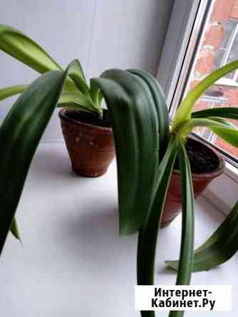 Гиппиаструм Кемерово