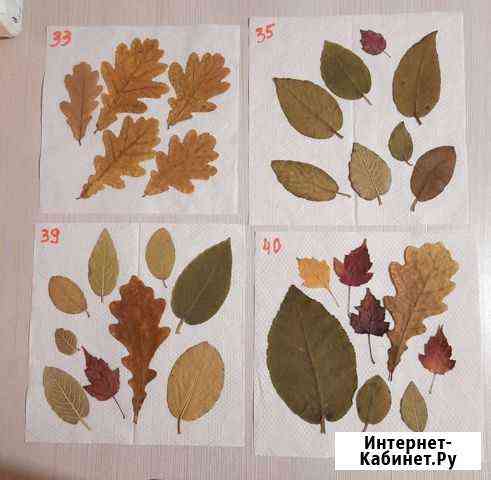 Гербарий сушеные листья поделка сад школа флористи Новосибирск