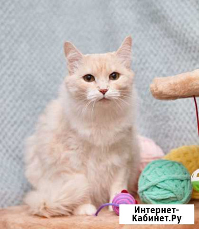 Кошечка Дашенька) Подольск - изображение 1