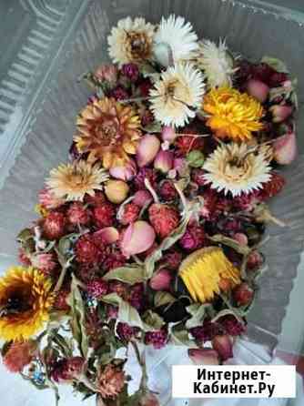 Сухоцветы Владимир