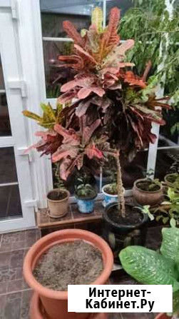 Кротон Киржач - изображение 1