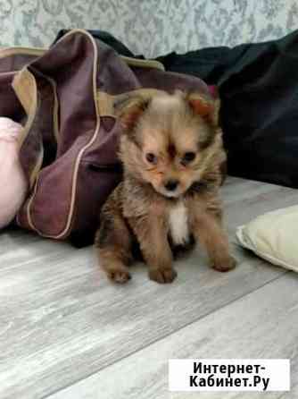 Красавчик Курск