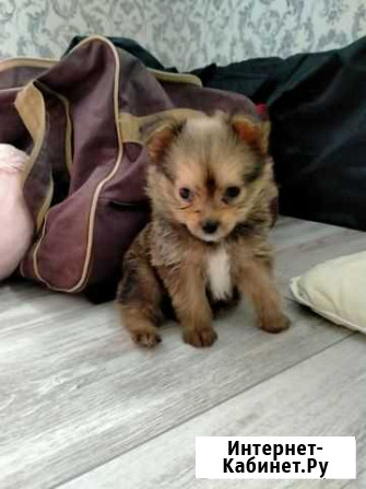 Красавчик Курск - изображение 1