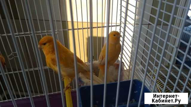 Канарейки Чистополь - изображение 1