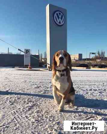 Бигль вязка Воронеж