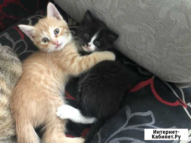 Котенок в добрые руки бесплатно Павловский Посад - изображение 1