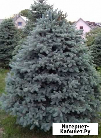 Голубые ели Нальчик - изображение 1