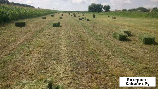 Сено, солома Тбилисская - изображение 1
