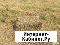 Продам сено в квадратных тюках Алексеевка - изображение 1