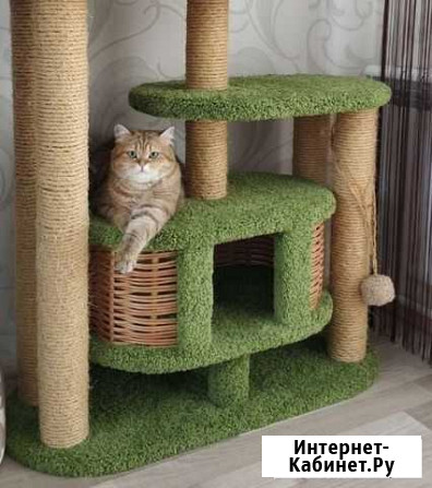 Отдам кота в добрые руки Коломна - изображение 1
