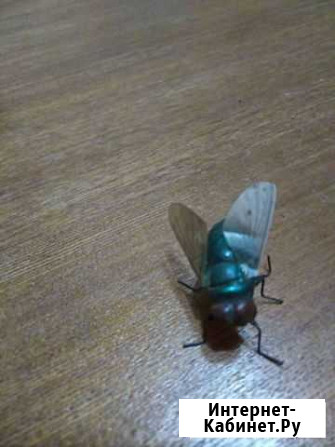 Приманка муха Хабаровск - изображение 1