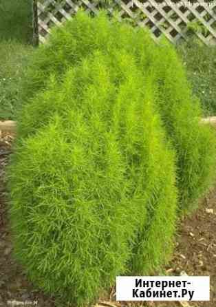 Кипарис кохия рассада и семена и др Чебоксары