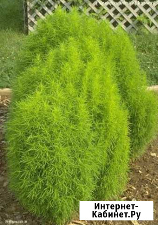 Кипарис кохия рассада и семена и др Чебоксары - изображение 1