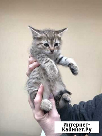 Отдаем котят по 1,5 месяца Пятигорск - изображение 1