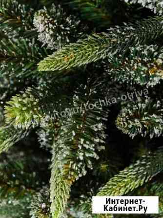 Ель лесная Ставрополь