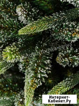 Ель лесная Ставрополь - изображение 1