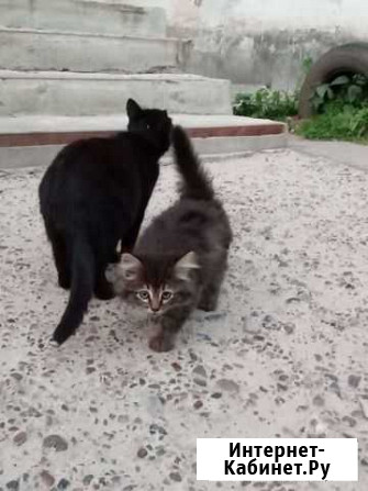 Котята в добрые руки бесплатно Заволжье - изображение 1