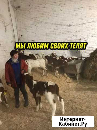 Телята молодняк активные Суджа - изображение 1