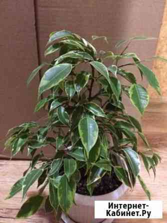 Фикус бенджамина Красноярск