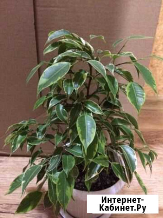 Фикус бенджамина Красноярск - изображение 1
