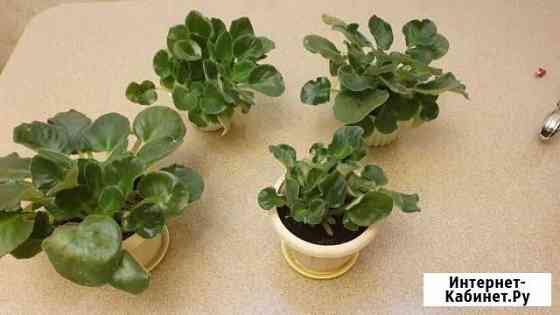 Фиалки бесплатно излишки Саратов