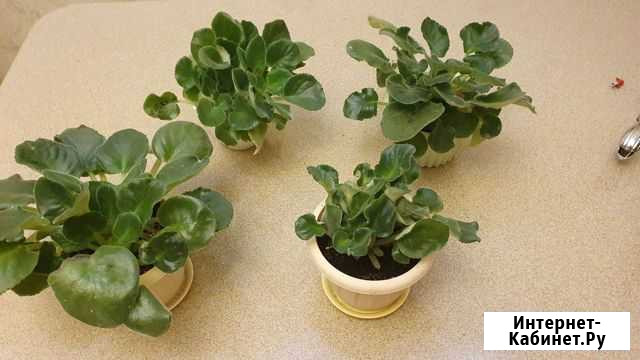 Фиалки бесплатно излишки Саратов - изображение 1