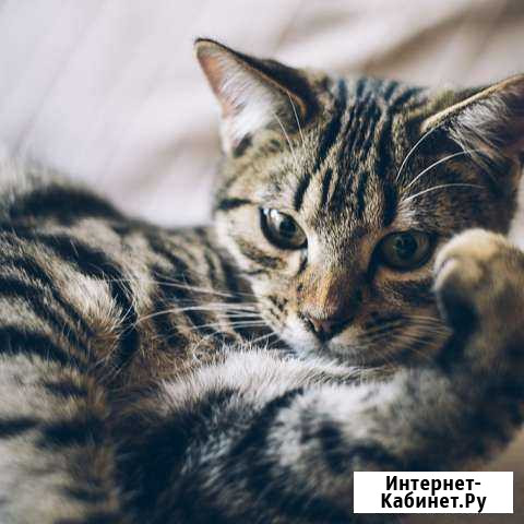 Котята в добрые руки Свободный - изображение 1