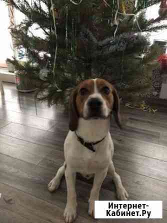 Бигль вязка Ростов-на-Дону