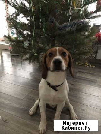 Бигль вязка Ростов-на-Дону - изображение 1