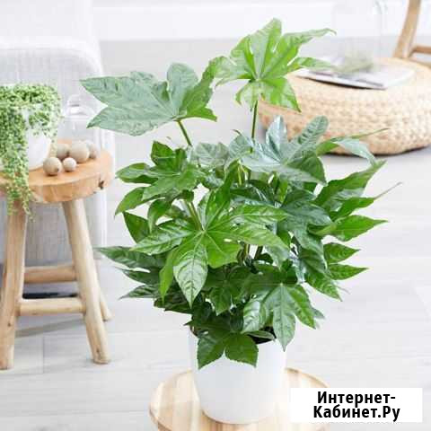 Фатсия Бердск - изображение 1