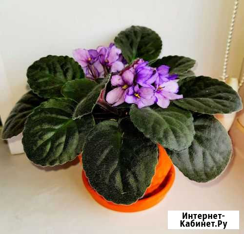 Фиалка Ульяновск - изображение 1