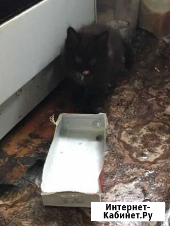 Котята в добрые руки даром мальчик Саранск - изображение 1
