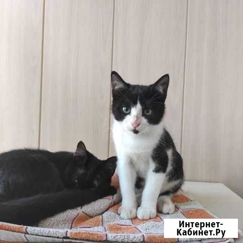 Кот Черкесск - изображение 1