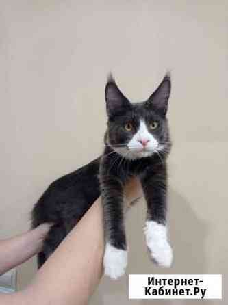 Котята мейн-кун Краснодар