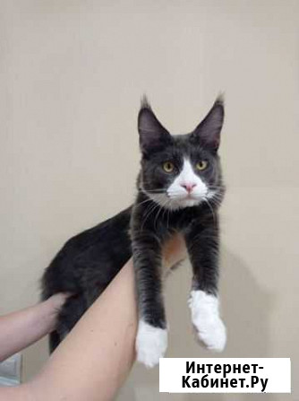 Котята мейн-кун Краснодар - изображение 1