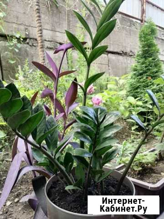 Замиокулькас Сочи - изображение 1