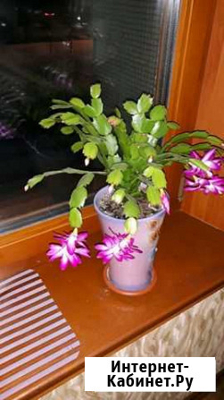 Цветы Нижнекамск - изображение 1
