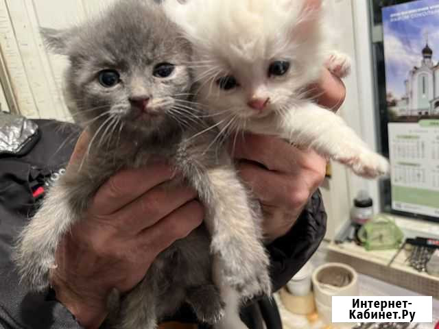 Котята в добрые руки Мытищи - изображение 1