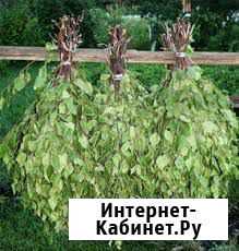 Веники для бани, берёзовые и дубовые Чапаевск - изображение 1