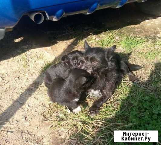 Отдам щенков в добрые руки бесплатно Апшеронск - изображение 1