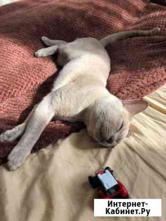 Вязка с лиловым котом Санкт-Петербург