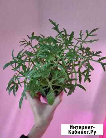 Каланхоэ рассечённое (лациниата) Ульяновск