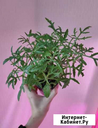 Каланхоэ рассечённое (лациниата) Ульяновск - изображение 1