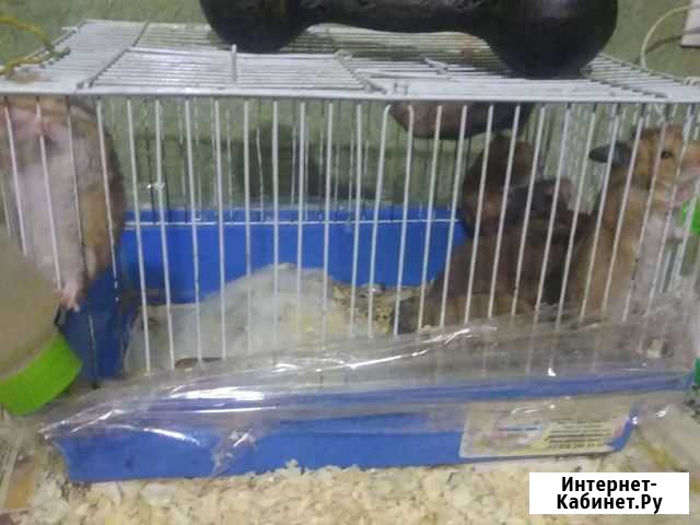 Сирийский хомяк Болохово - изображение 1