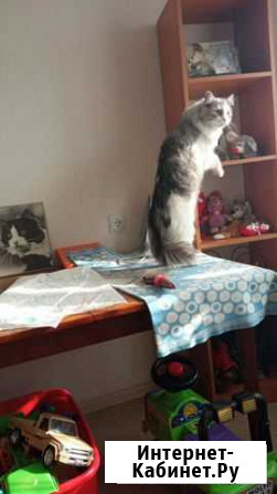 Котик Асбест - изображение 1