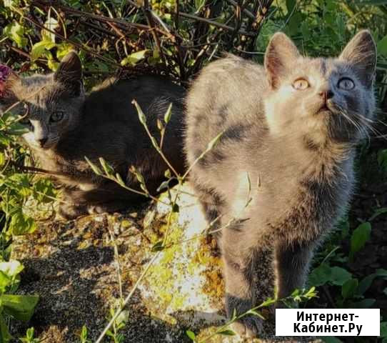Спасите Котята в добрые руки бесплатно Новомичуринск - изображение 1