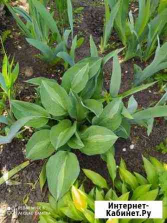 Хоста Воронеж