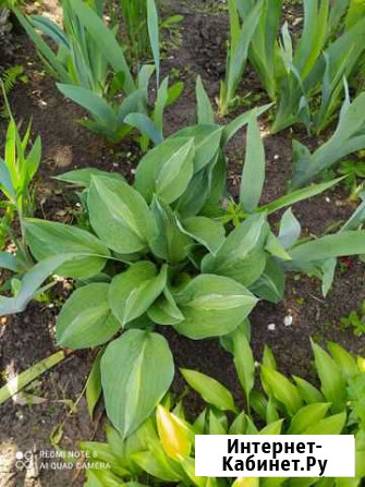 Хоста Воронеж - изображение 1